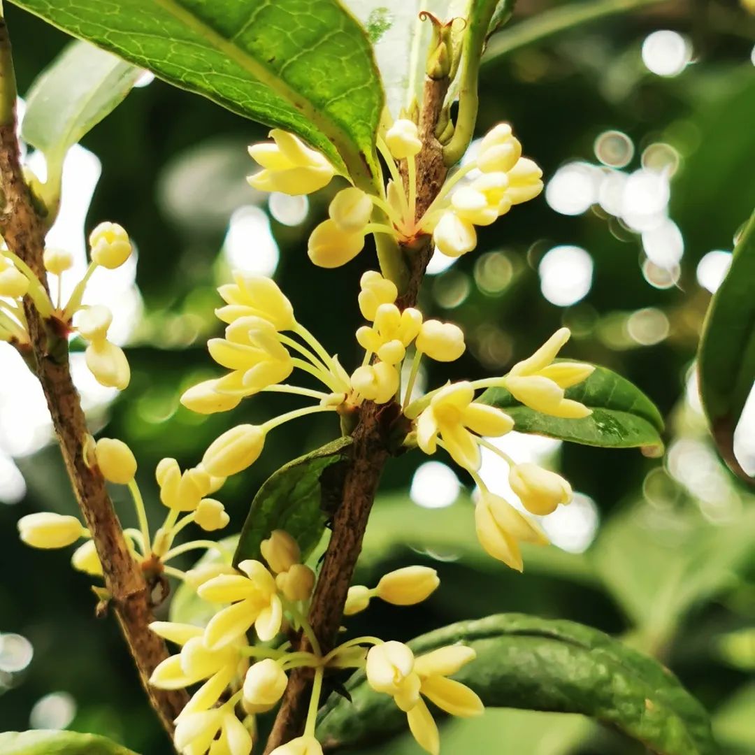 一花更比一花娇上海植物园早银桂中秋前迎来第二波花事