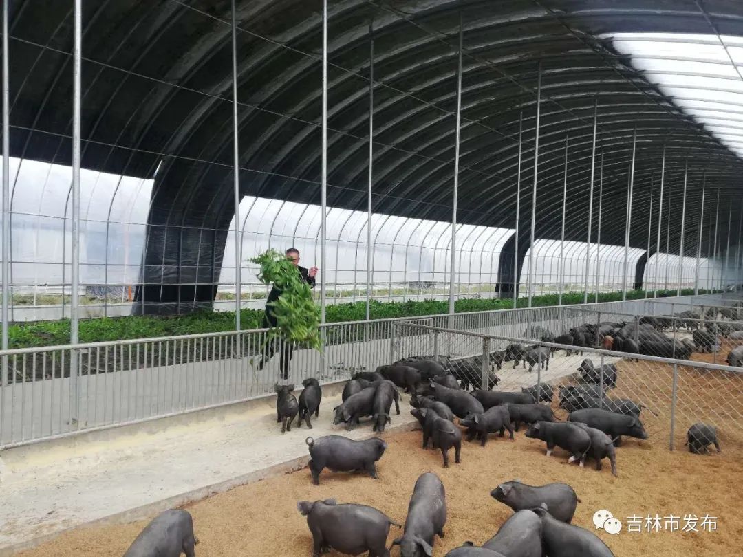 雷香猪兜底龙潭贫困人口204户380人年底精准脱贫