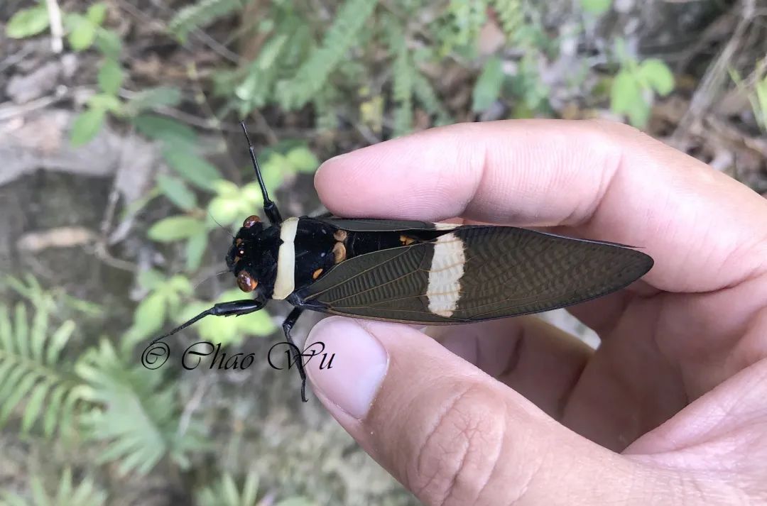 已经过期了的夏日限定秘籍徒手捉虫