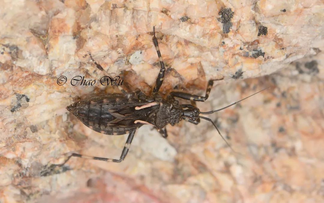 已经过期了的夏日限定秘籍徒手捉虫