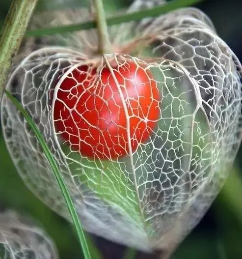 恶魔果实是啥灭霸快乐果又是啥这些奇奇怪怪的水果你吃过几种