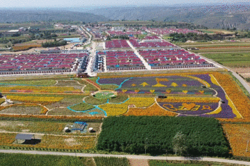 超好看百亩花海惊艳来袭就在庆阳这个地方