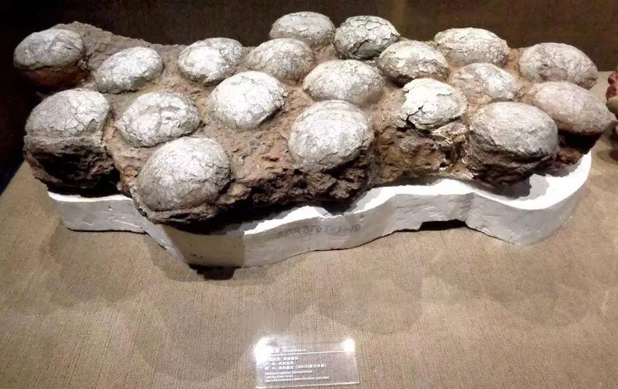 这是掉恐龙窝了吧?05结