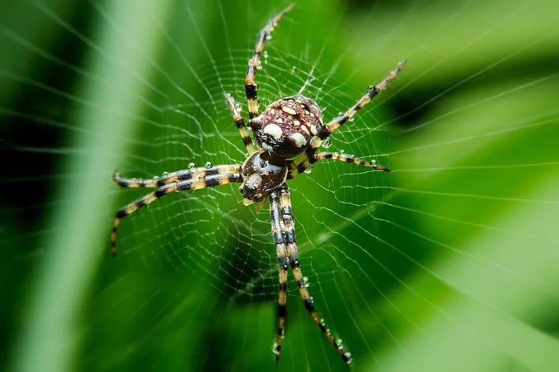 那就是喜欢养各种令人生畏的宠物蛇,宠物蜘蛛和宠物蜥蜴