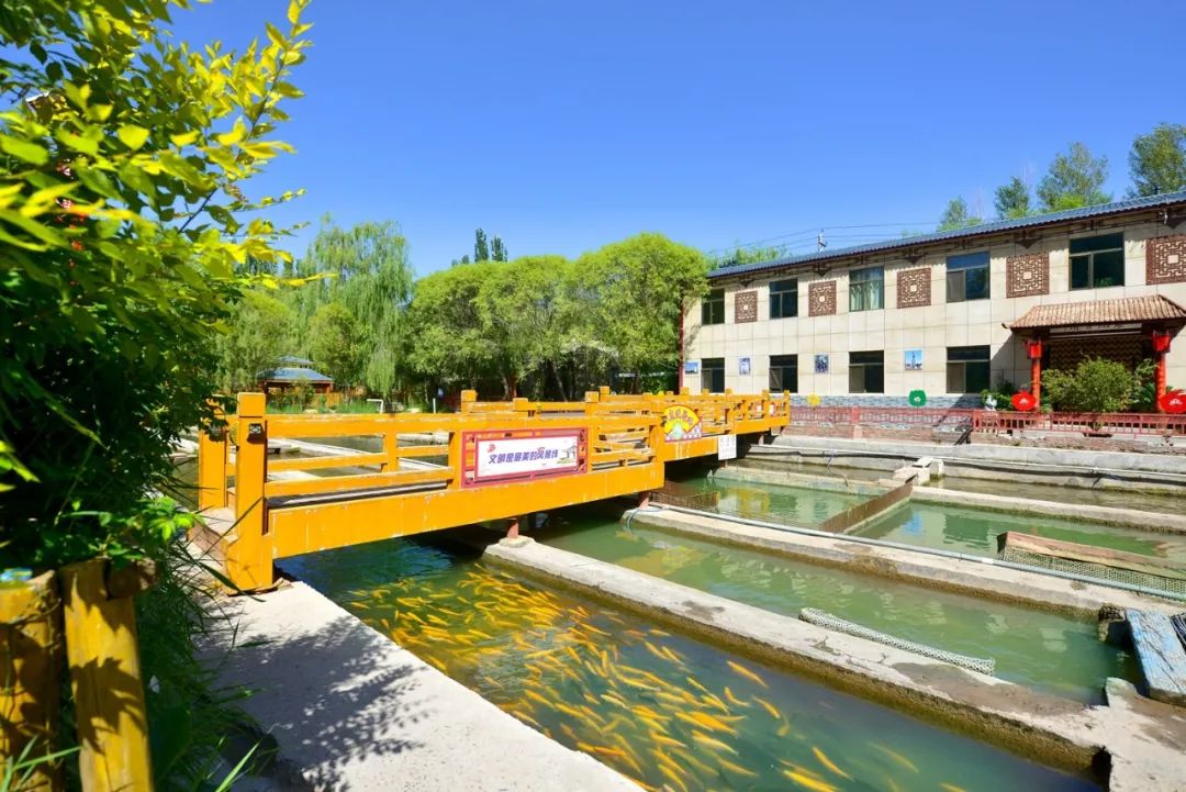 磨嘴子神泉山庄矿泉水虹鳟鱼别具风味