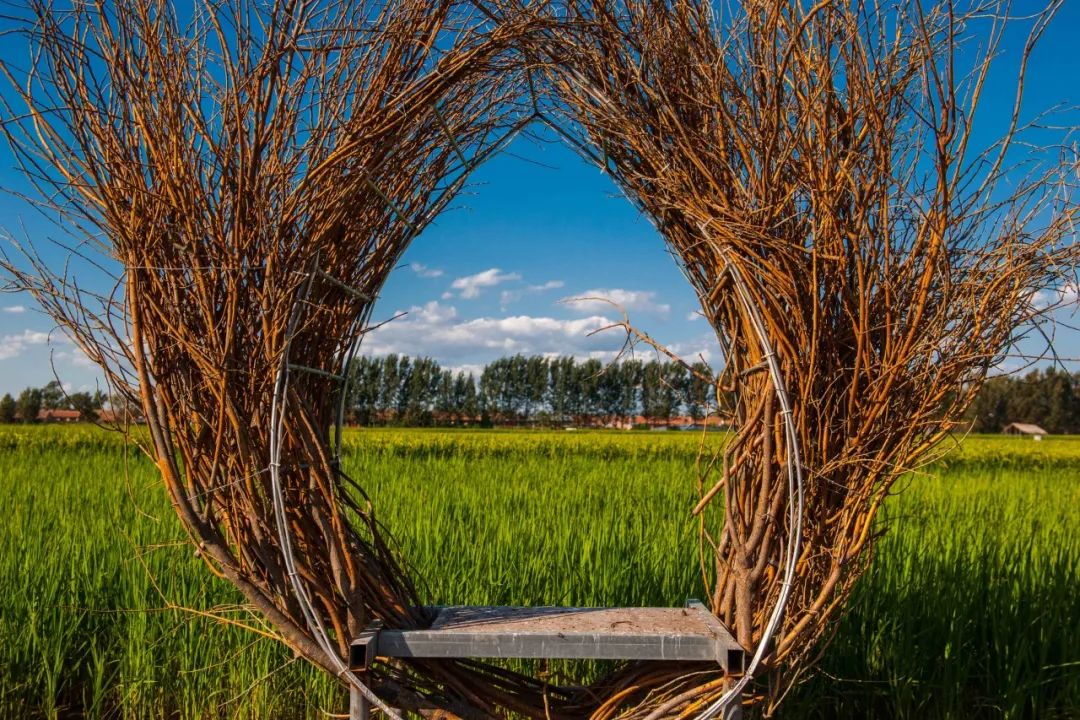 还记得武清巨幅网红稻田画吗现在这里丰收在望