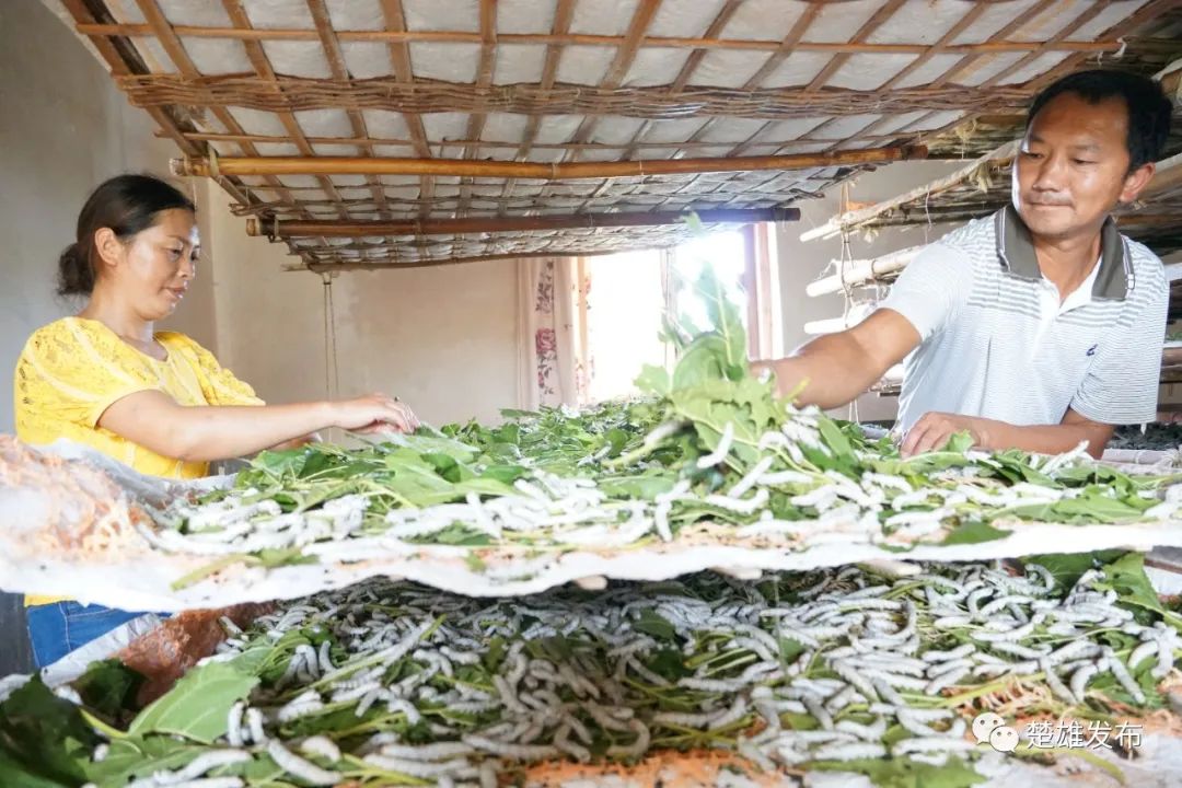 栽桑养蚕卖茧缫丝制绸这里的农户作茧致富奔小康