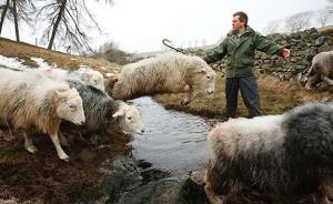 一个湖区牧羊人的真实人生，关于回归与谋生