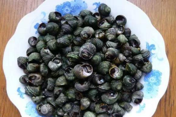 偏腚波螺辣波螺假鲍鱼钢螺香螺红里螺螺类呲子蛏子鸟贝海虹海蛎子海