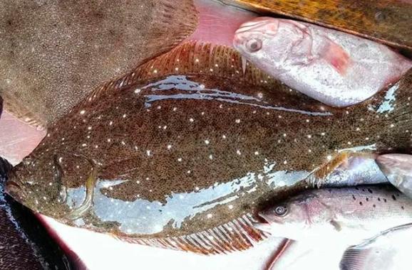 体型更圆一些刀鱼小黑鱼胖头亦称大头逛老头辫子鲳鱼加吉鱼幼鱼叫海鲋