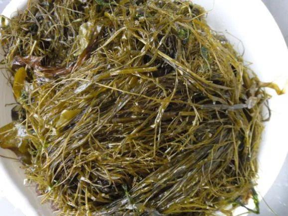 海麻线龙须菜(滑动查看各式海鲜)今日秋分想吃什么海鲜?安排上吧!