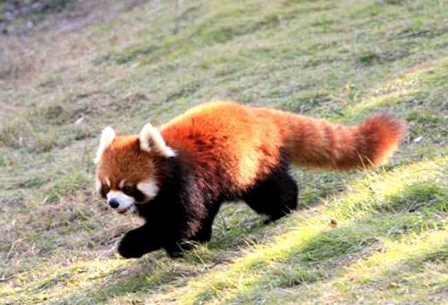 小熊猫”“小大熊猫”“大熊猫”，确定你能分得清？