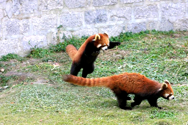 小熊猫”“小大熊猫”“大熊猫”，确定你能分得清？