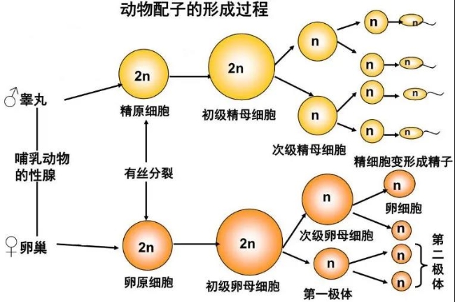 四倍体人类图片