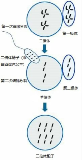 四倍体人类图片