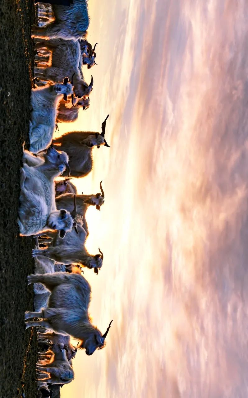 爱上内蒙古美在阿拉善丨阿拉善高原上的圣洁精灵白绒山羊