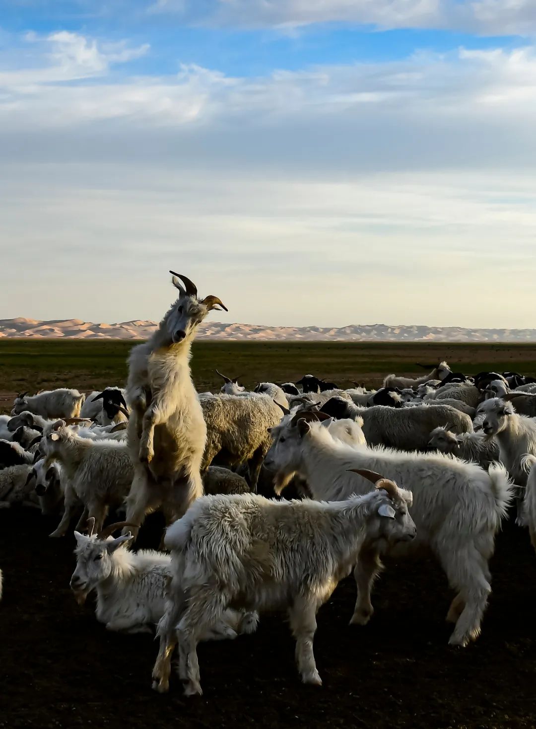 爱上内蒙古美在阿拉善丨阿拉善高原上的圣洁精灵白绒山羊