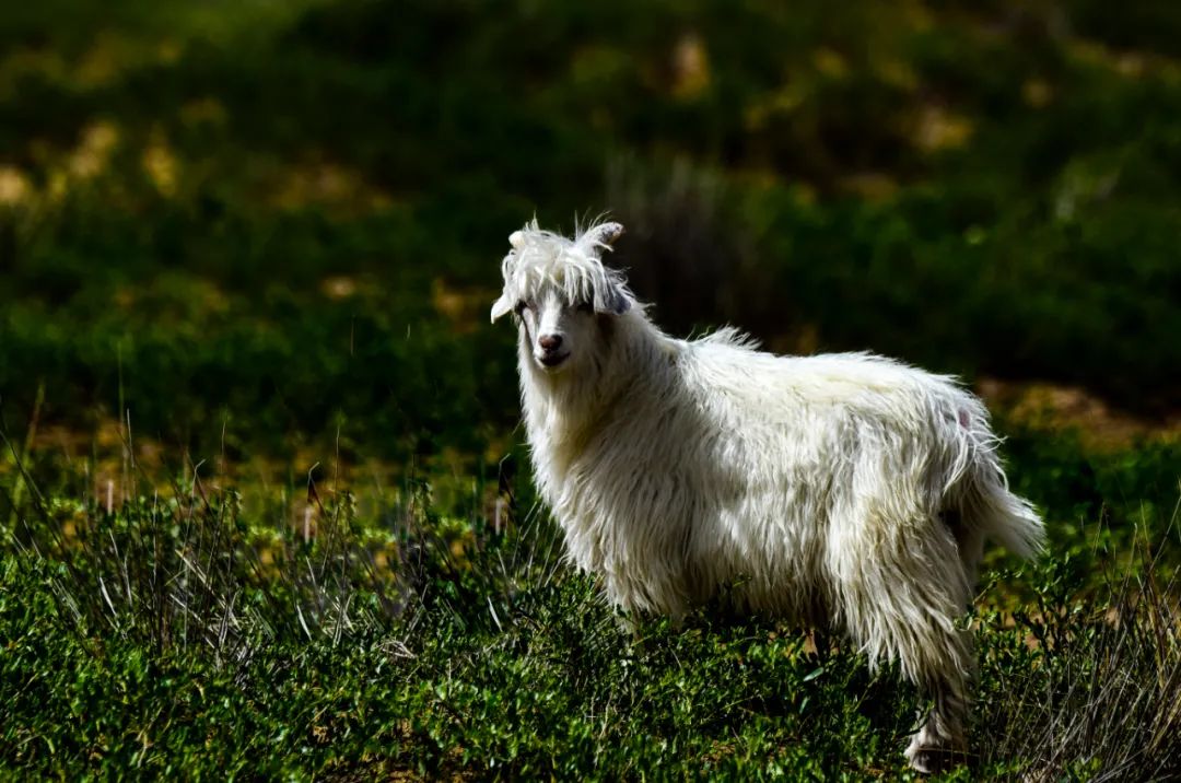 爱上内蒙古美在阿拉善丨阿拉善高原上的圣洁精灵白绒山羊