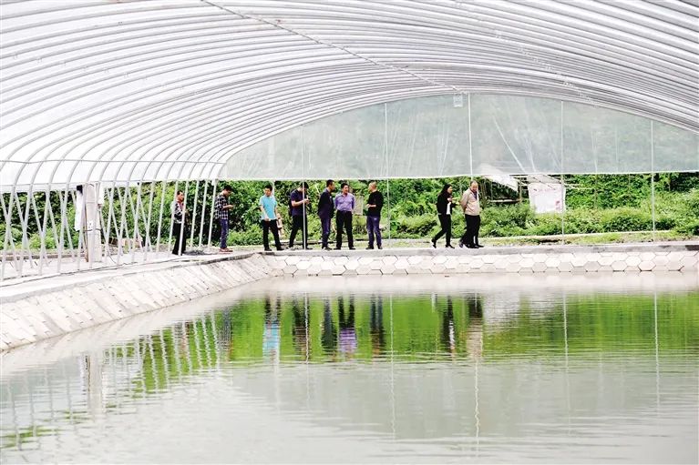 这里全年平均气温在21度左右,能满足养殖户淡水龙虾的全年孵化需求