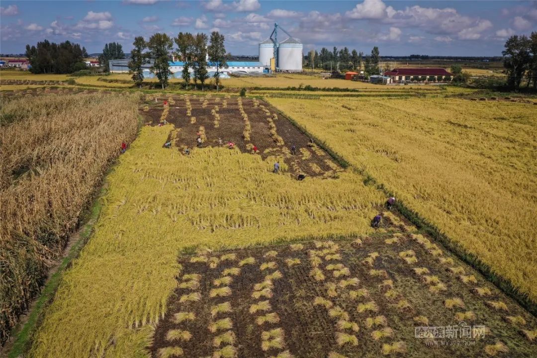 在微微秋风中散发着淡淡的米香……五常的水稻田22日,农历秋分,2020