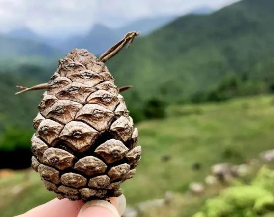 槑!槑!仙游这里举办首届发呆大赛!