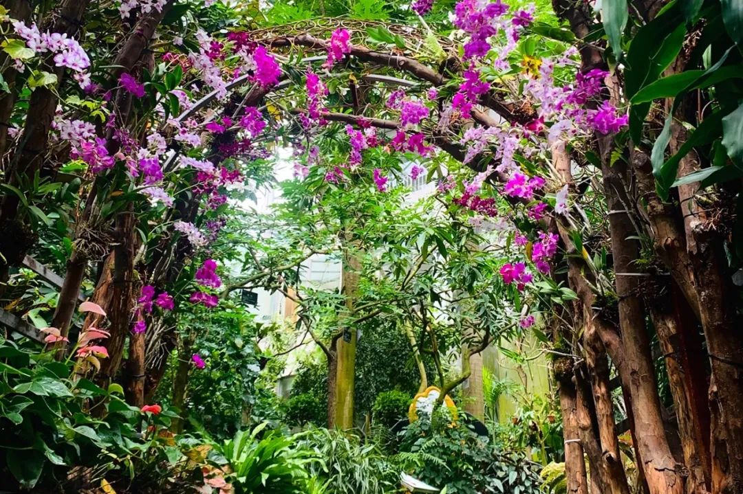 upupup一起来打卡芳香花园