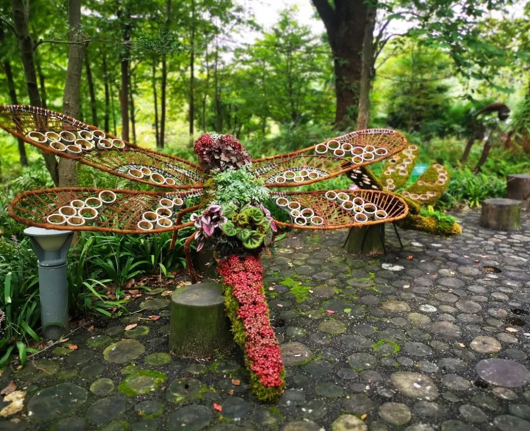 植物王國奇遇記上海植物園第四屆陰生植物展開幕在即