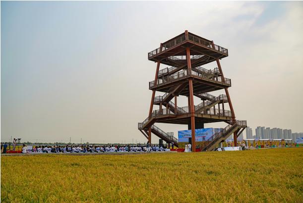 丰收啦蟹肥水美田野飘香