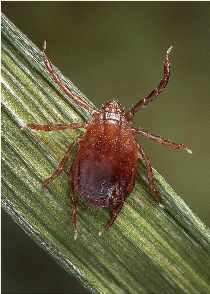 旅行杀手致命蜱虫不得不防手册