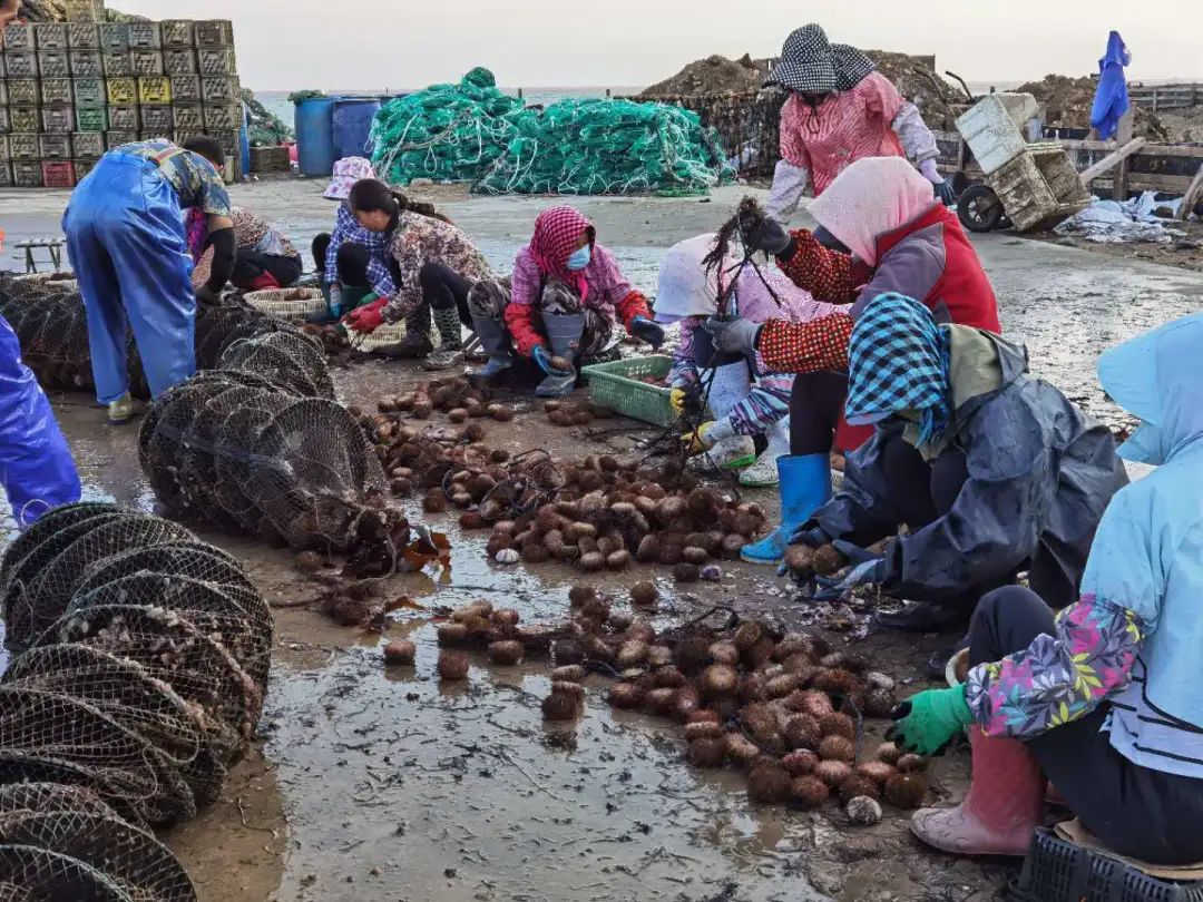 大連壯元海生態苗業股份有限公司是長海縣最大的馬糞海膽養殖基地,在