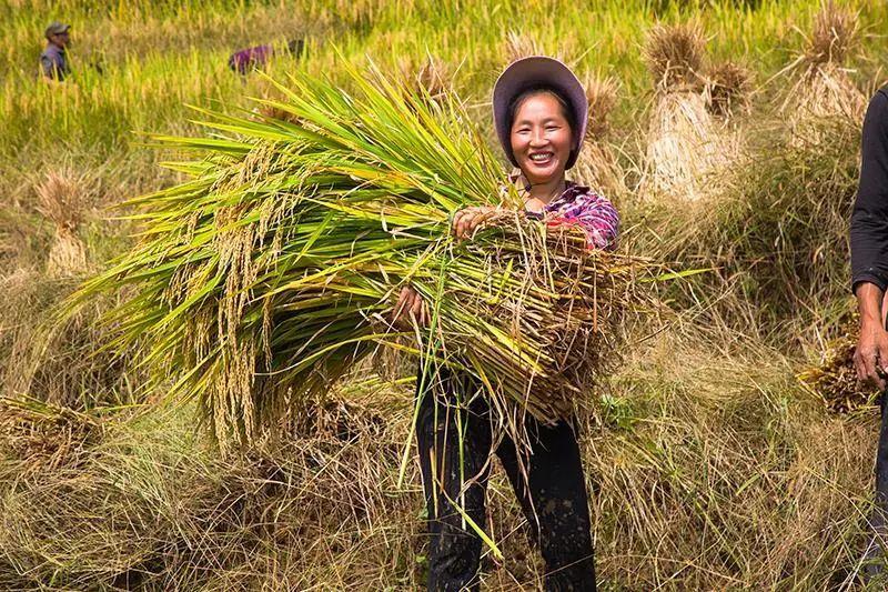 区县集锦|丰收正当时!