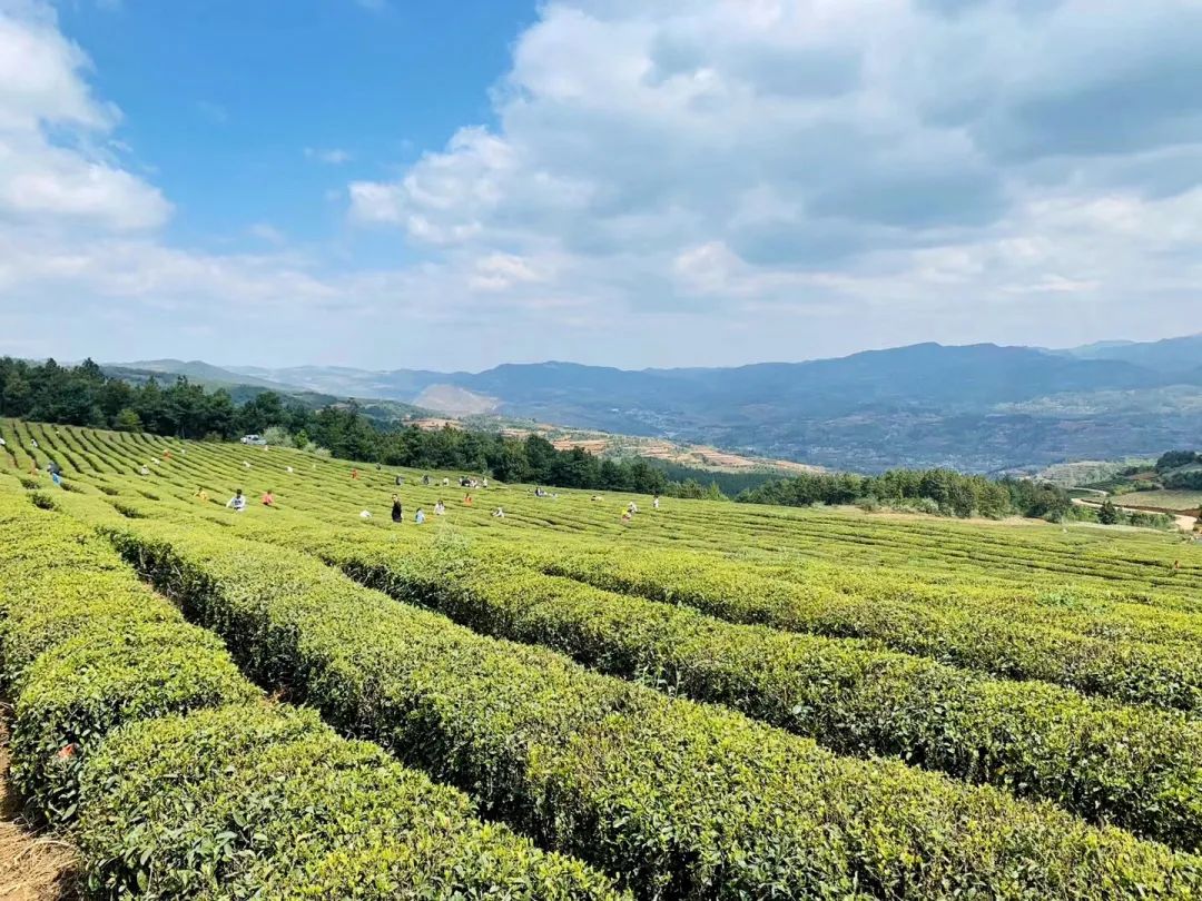 毕节18吨茶叶首次出口中亚国家