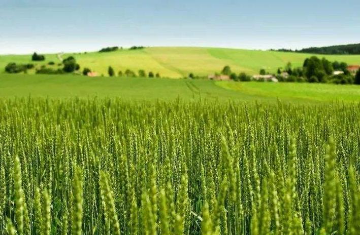 方志四川61诗词王典馥67那一抹镌刻鲜活眷恋的绿韵