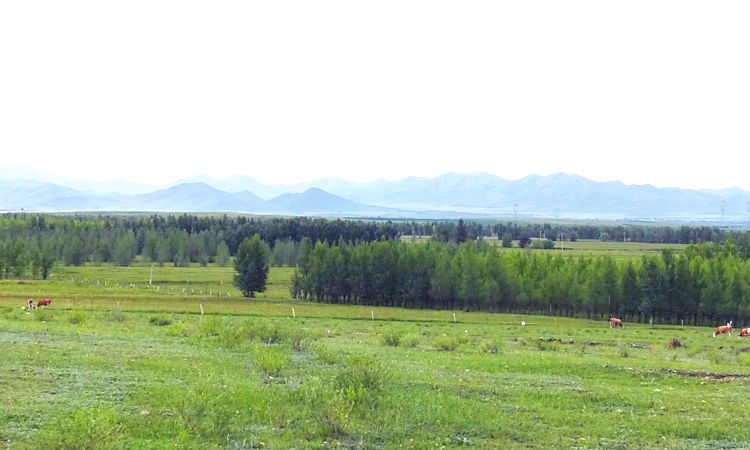 哈日朝鲁嘎查恢复草场生态守住绿水青山