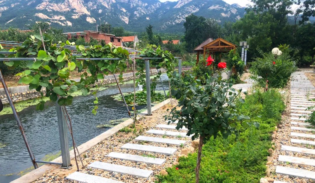 我家街巷最美系列展示烟台市牟平区龙泉镇邹家庄村