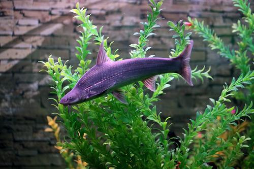 10万圆口铜鱼,入江!