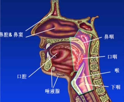 鼻咽腔解剖图图片