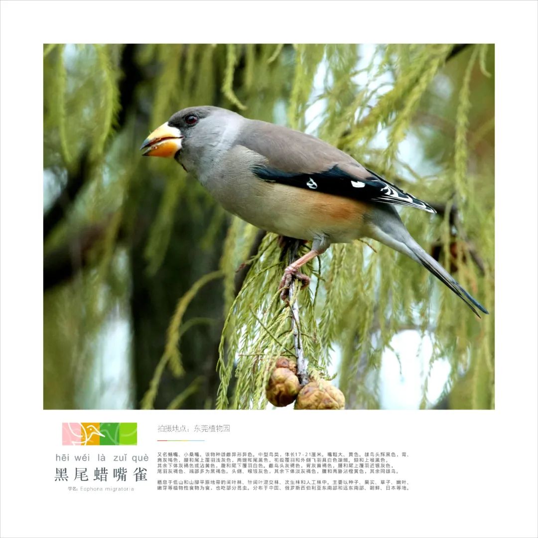 在东莞坚守十年拍下140种野鸟 东莞生态更好了