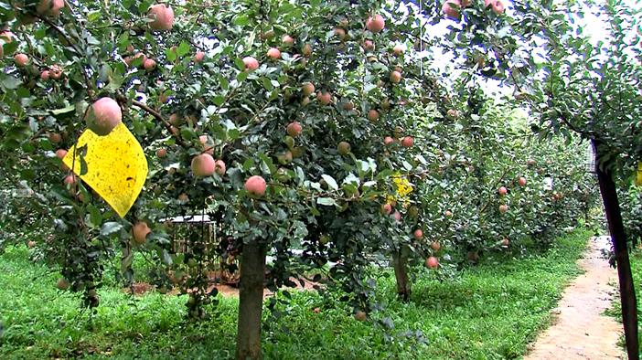 特色产业促农致富昭通鲁甸苹果老果园提质改造迎来优质丰产