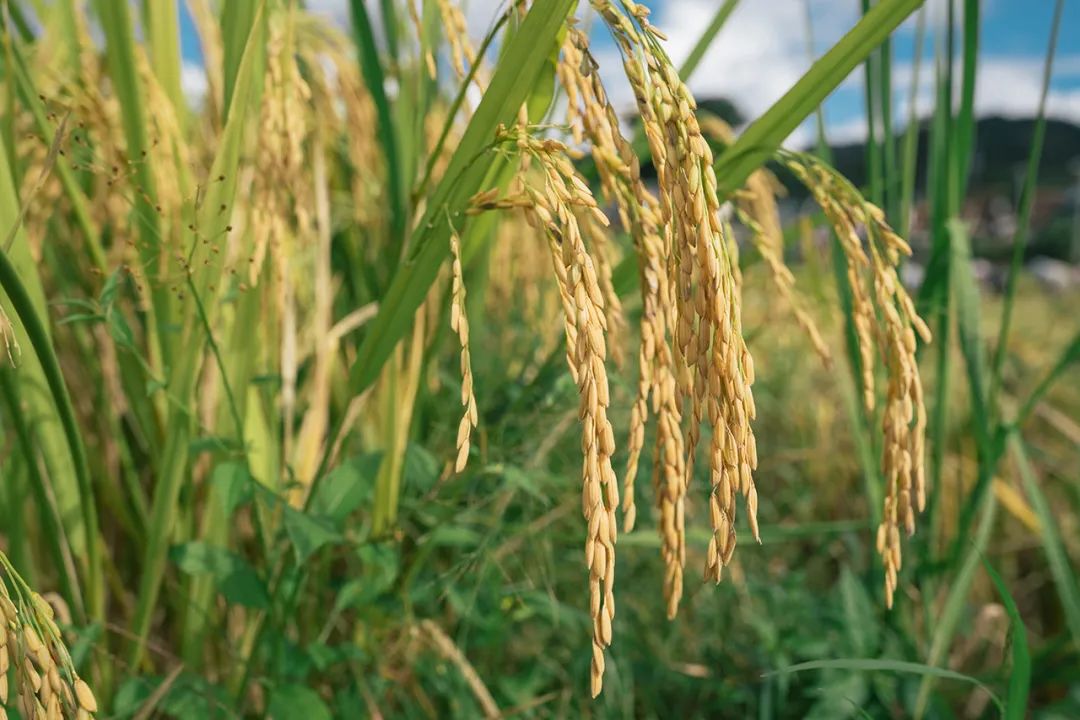 秋到勐腊水稻柚子双丰收粮农果农笑开颜