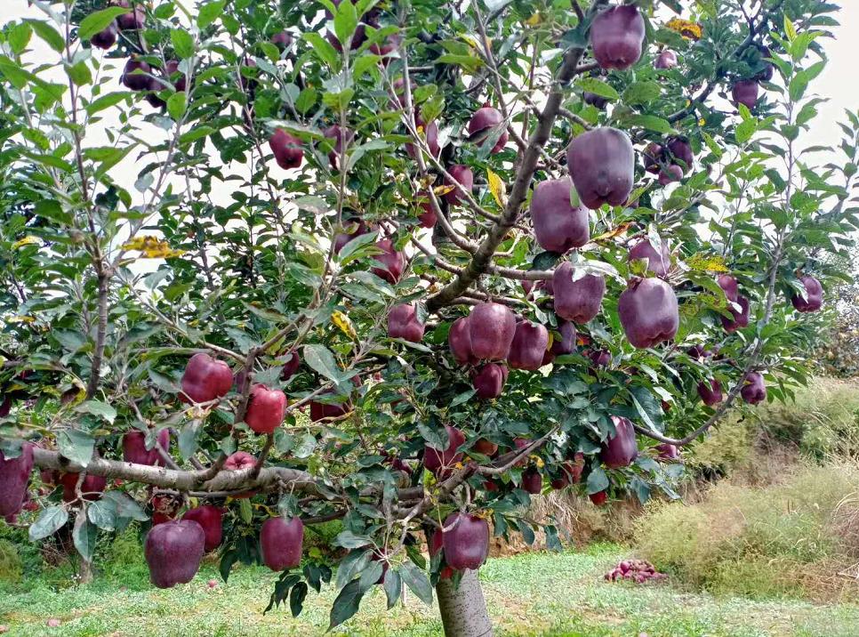 良心养育每一棵花牛苹果树曹江锋的果园里,最老的果树已经有20多岁了!