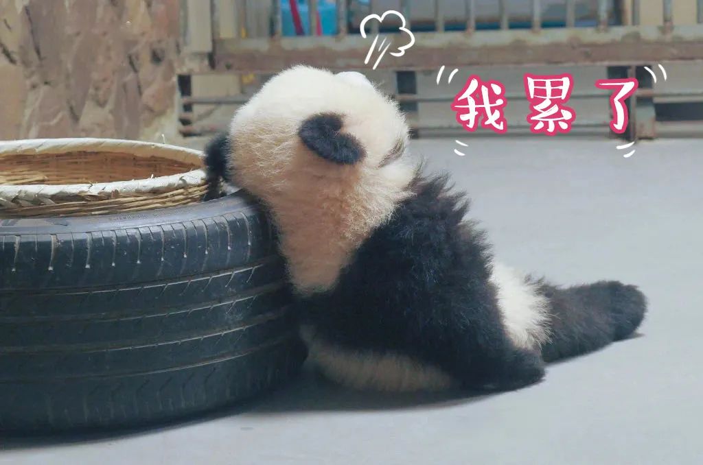 你怎么能这么可爱