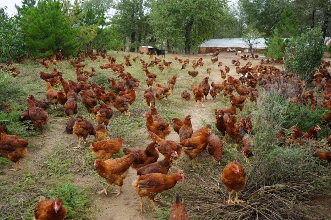 走向我们的小康生活徐老汉养殖生态鸡走上脱贫致富路
