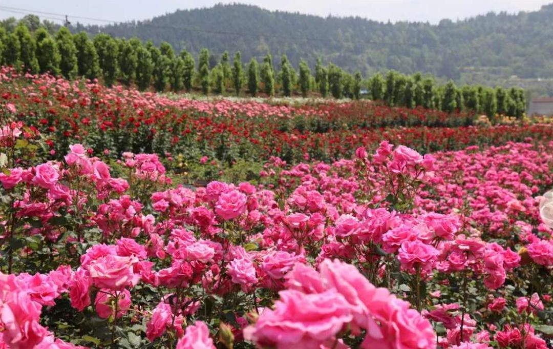 门票免费送不限量德阳1000亩玫瑰花海100万株欧洲月季928惊艳迎客