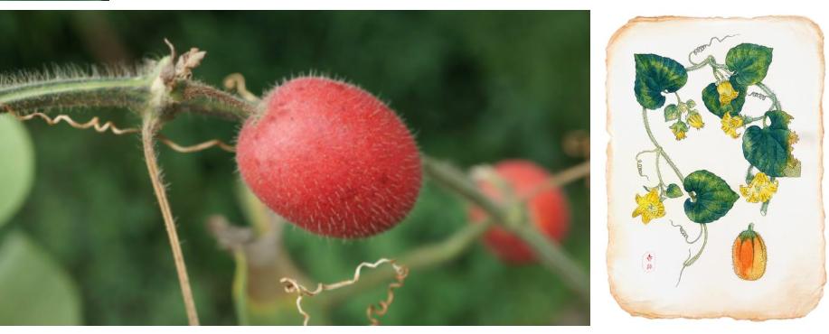 推普宣传周活动之生僻字中医药篇