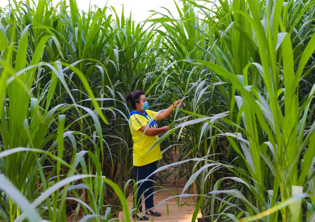 牛羊肥壮奶茶飘香优质牧草巨菌草在喀什喜获丰收