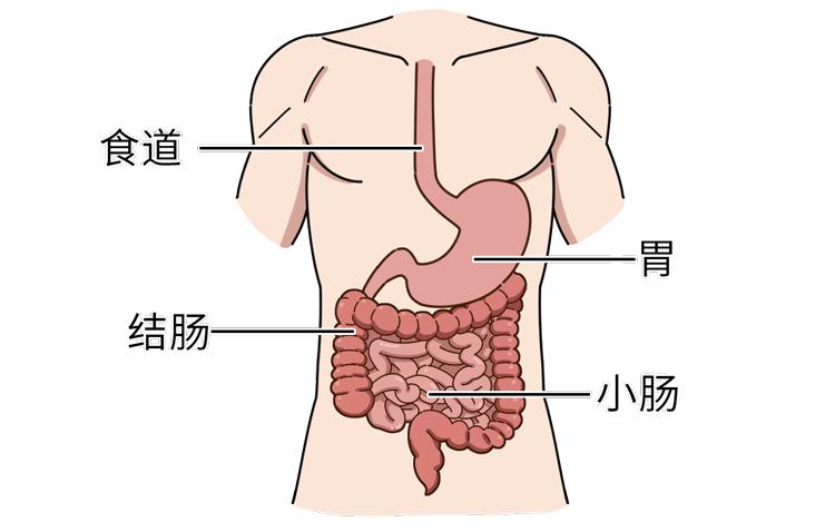 胃肠图解及部位高清图图片