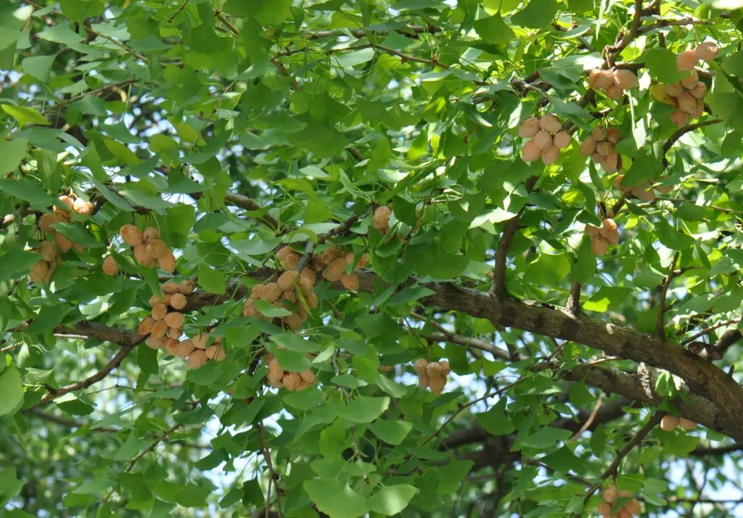 銀杏 ginkgo biloba,俗稱白果樹,公孫樹,