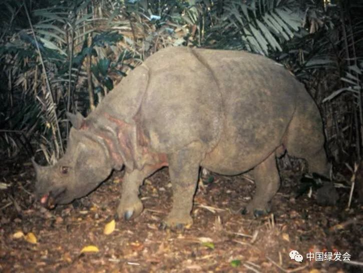 图源:Ujung Kulon National Park/WWF