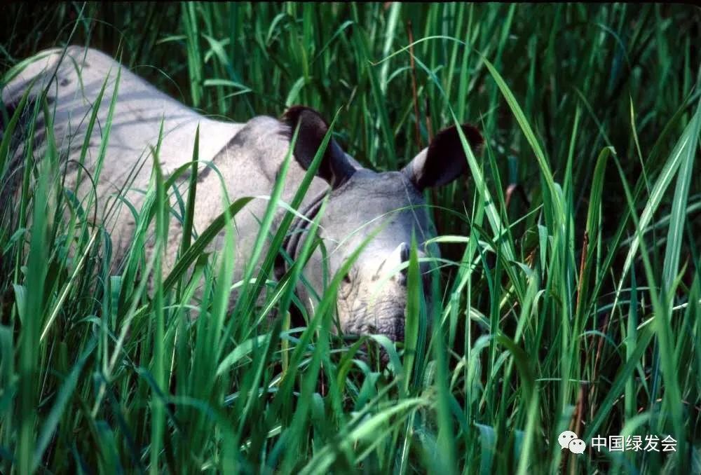 图源:Jeff McNeely/IUCN